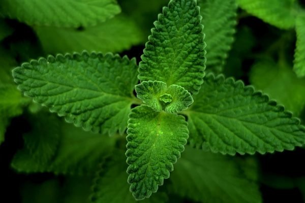 A detailed close-up of vibrant green mint leaves showcasing their textured beauty.